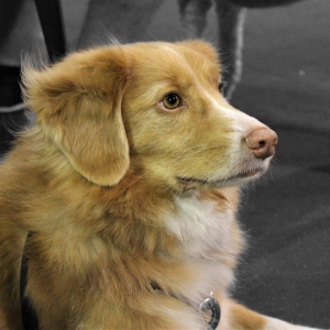 A photo of Carleton therapy dog Roxy