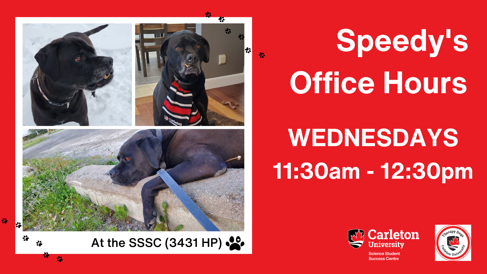 Poster with text. Collage of photos. Three photos shown of CUTherapy Dog, Speedy, in a grid formation on the left. One of him standing in the snow, another with him sitting at home with a Carleton University scarf around his neck, lastly Speedy laying down at a park watching a baseball game. Text on the right reads: Speedy's Office Hours, WEDNESDAYS: 11:30am to 12:30pm At the SSSC (3431 HP). Carleton University Science Student Success Centre, Therapy Dogs Carleton University.